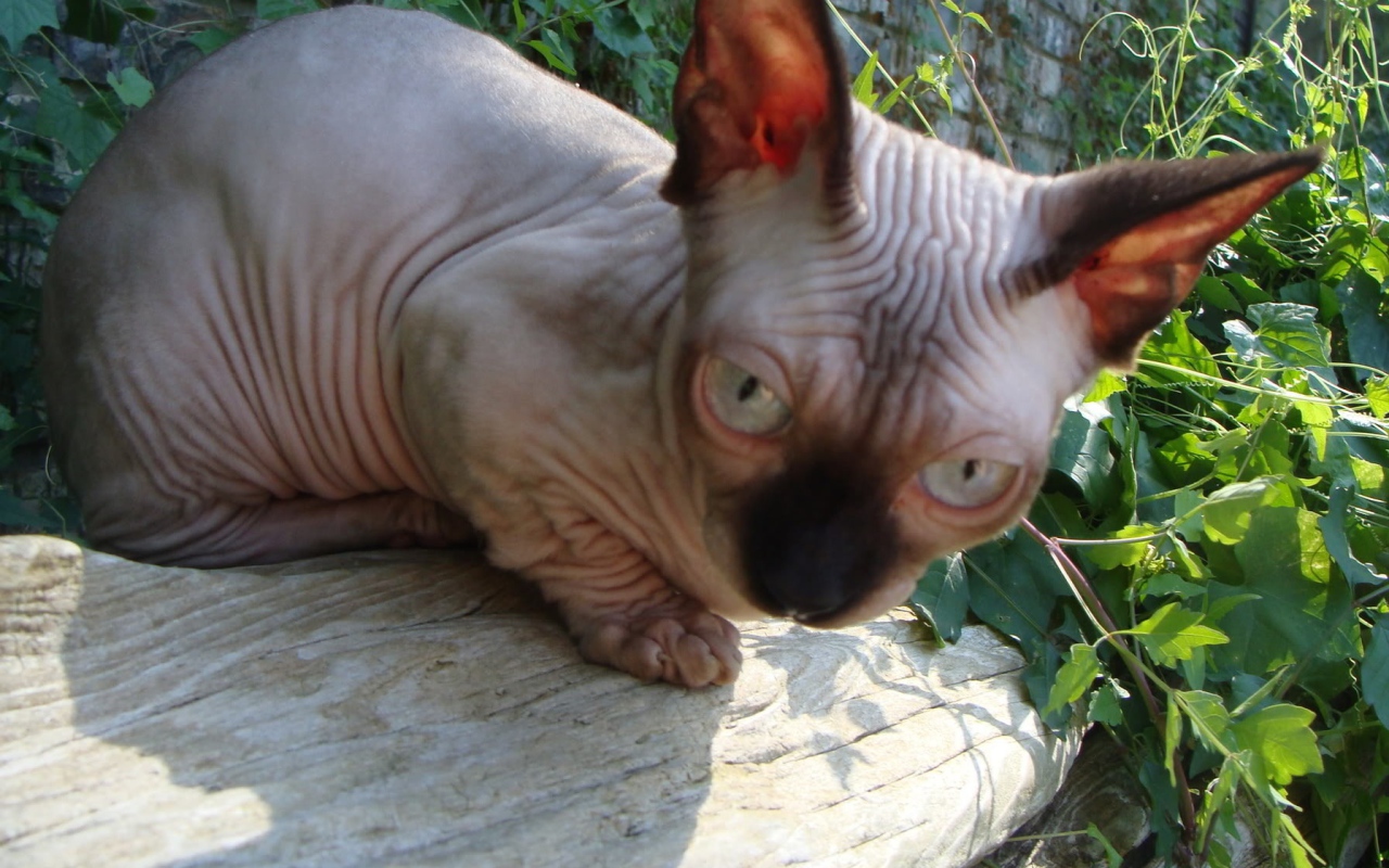 Кот минскин на природе