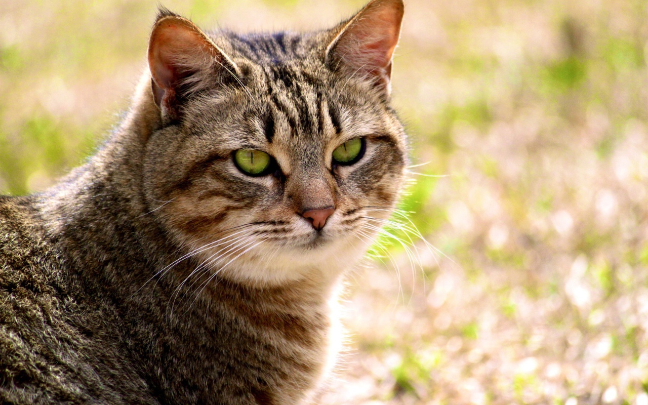 Калифорнийская сияющая кошка