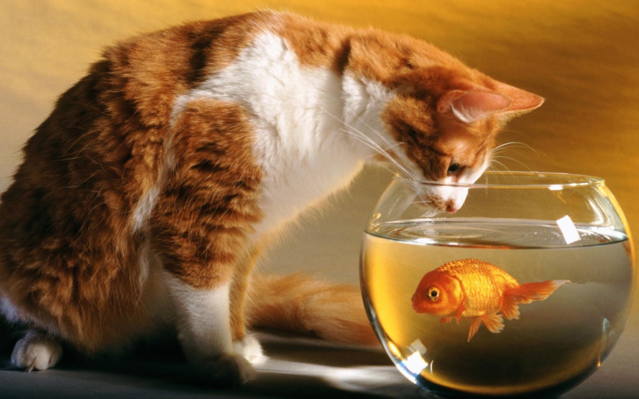 Кот и рыба