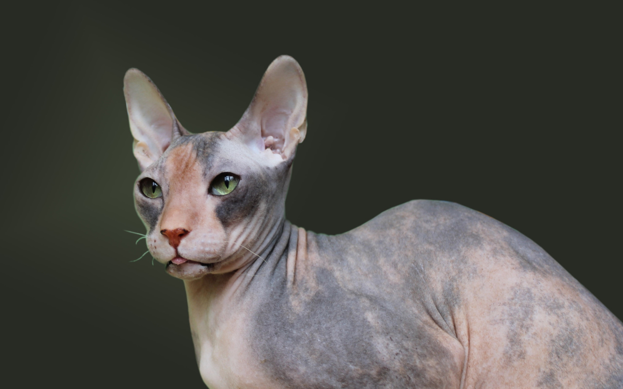 Порода кошек украинский левкой