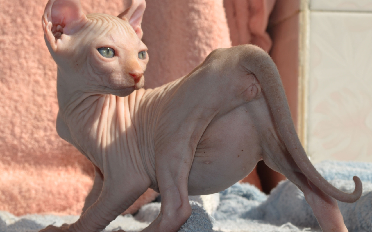 Кошка породы минскин