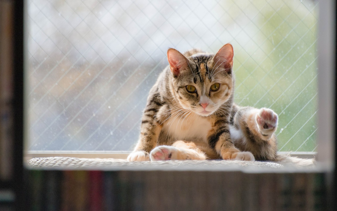 Kот на подоконнике