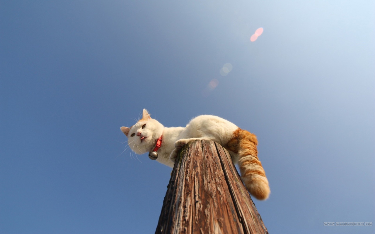 Кот на деревянном столбе