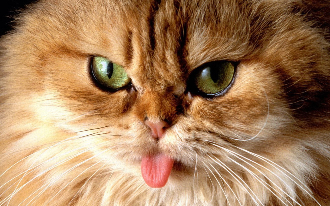 Кот показал язык