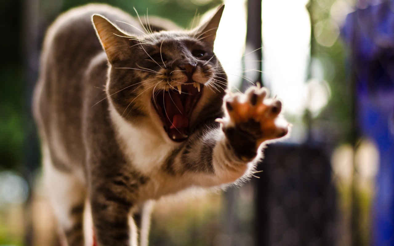 Кот с открытым ртом