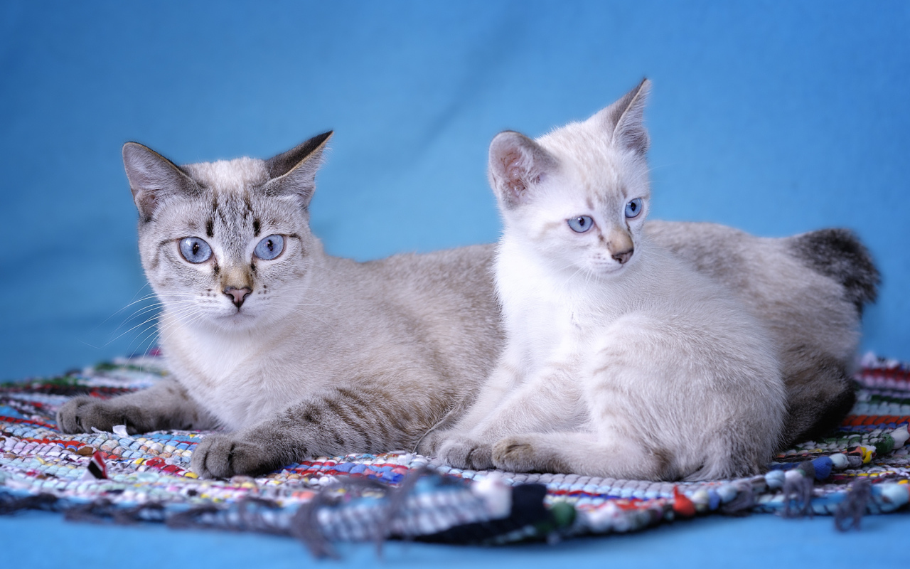 Пара кошек меконгский бобтейл
