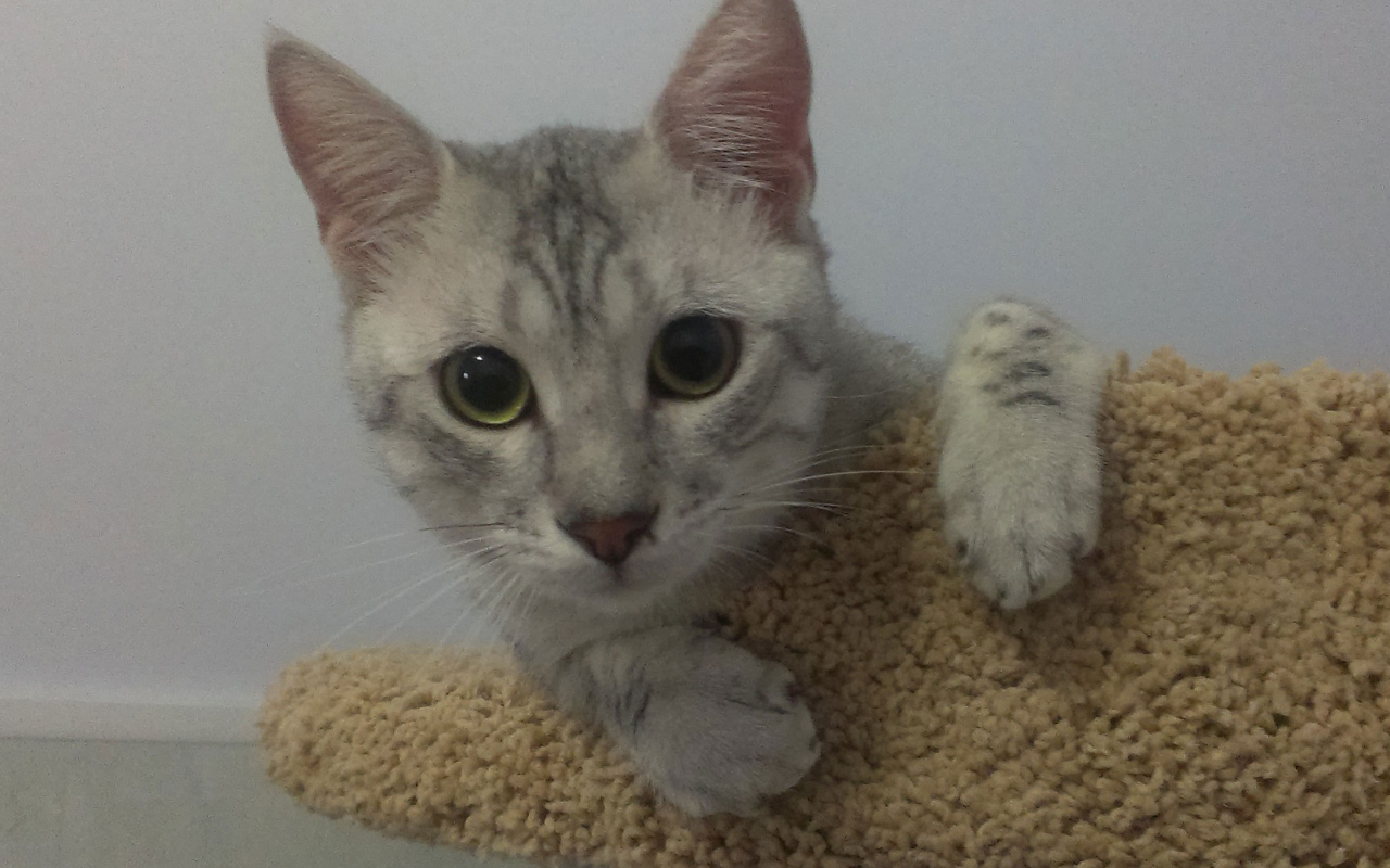 Милый котенок египетская мау