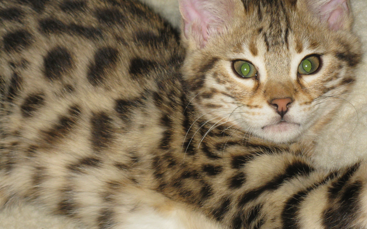 Милый котенок саванна