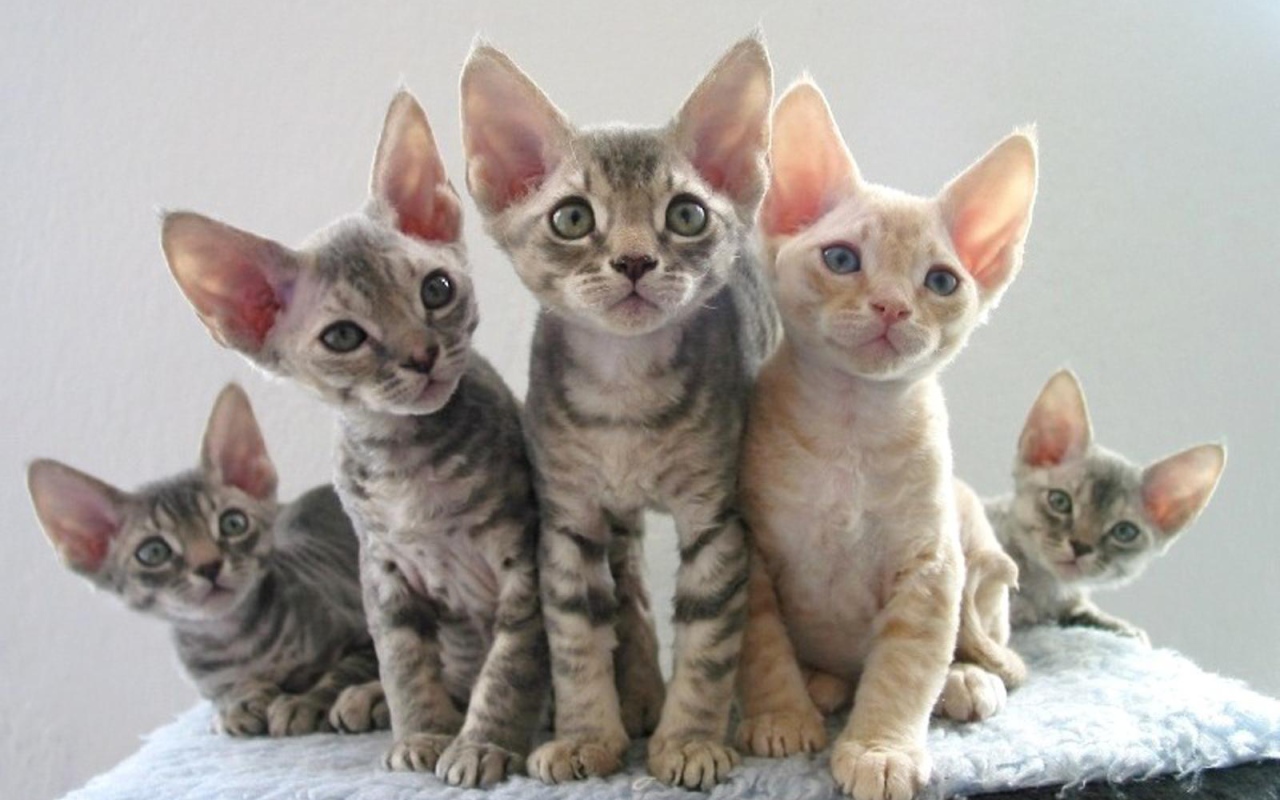 Котята девон-рекс