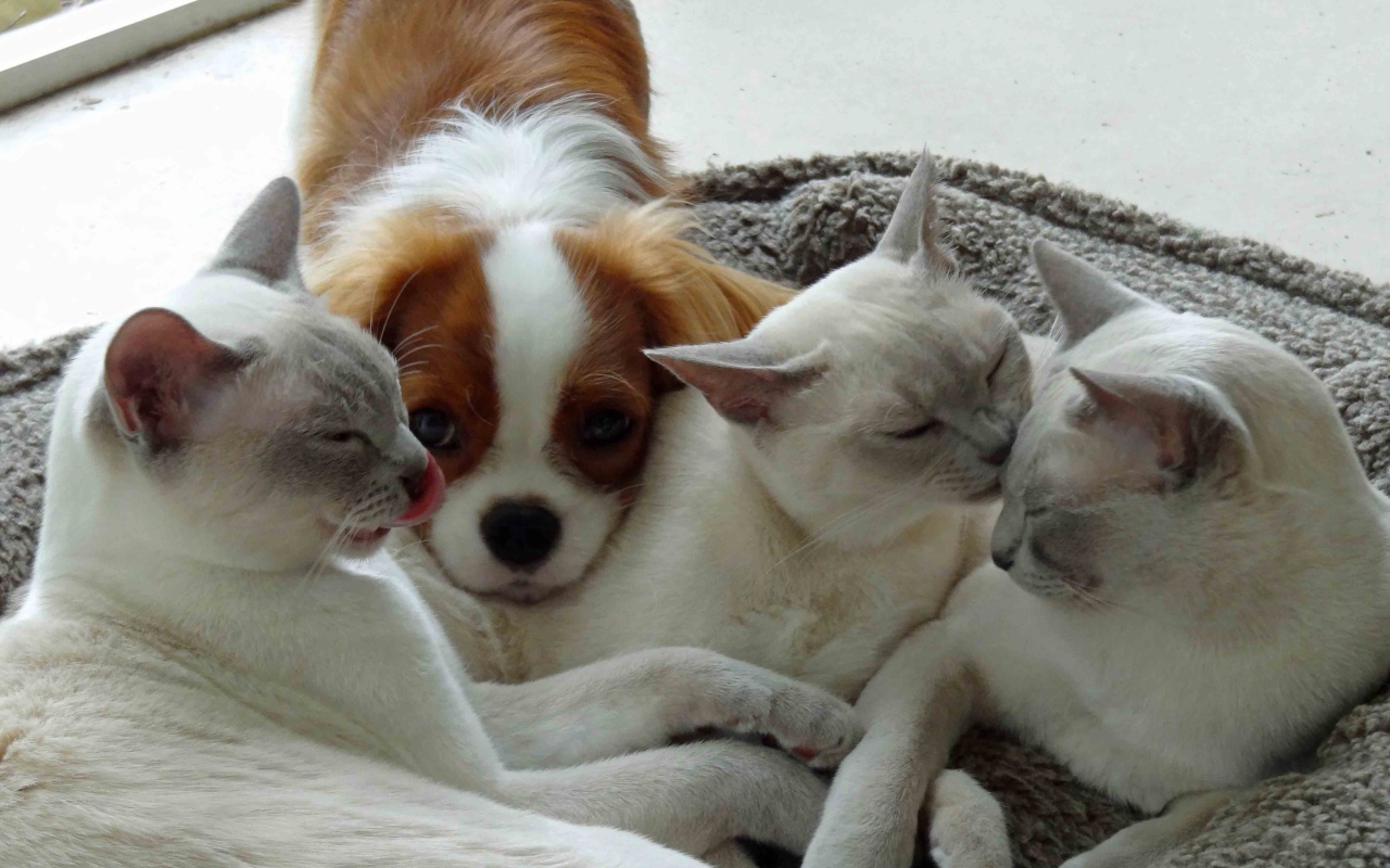 Собака и тонкинские кошки