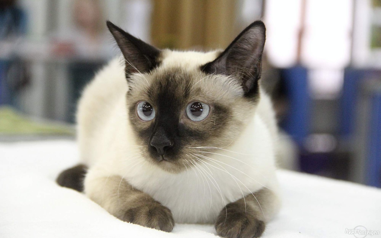 Ушастый кот меконгский бобтейл