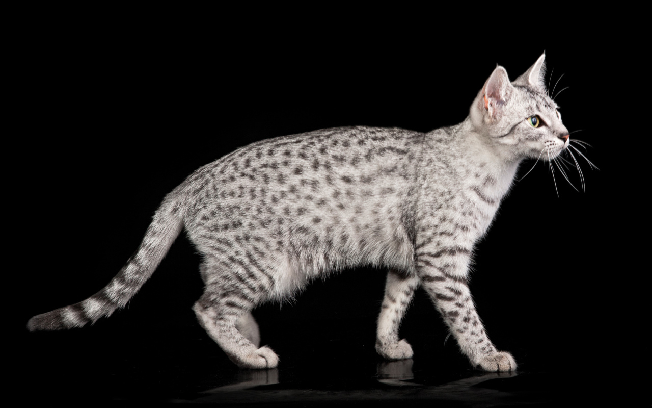 Египетская мау на черном фоне