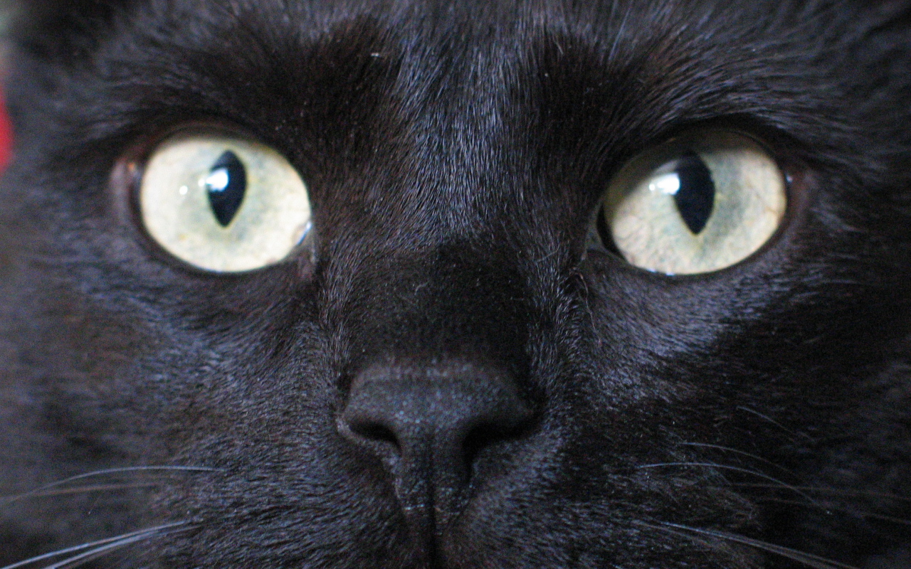 Глаза бомбейской кошки