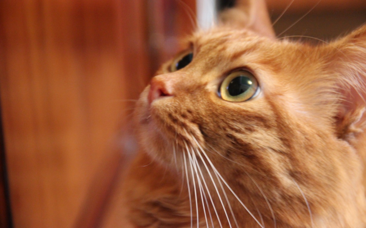 Глаза курильского бобтейла