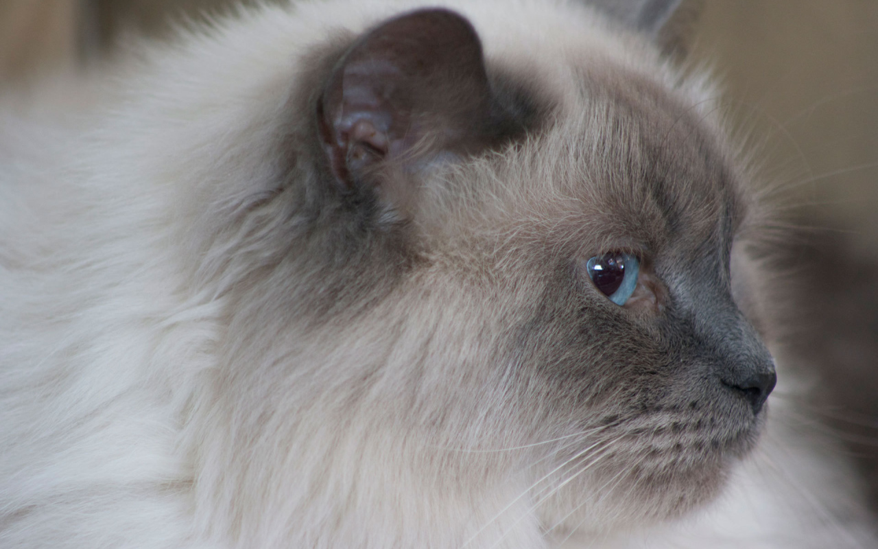 Пушистая гималайская кошка