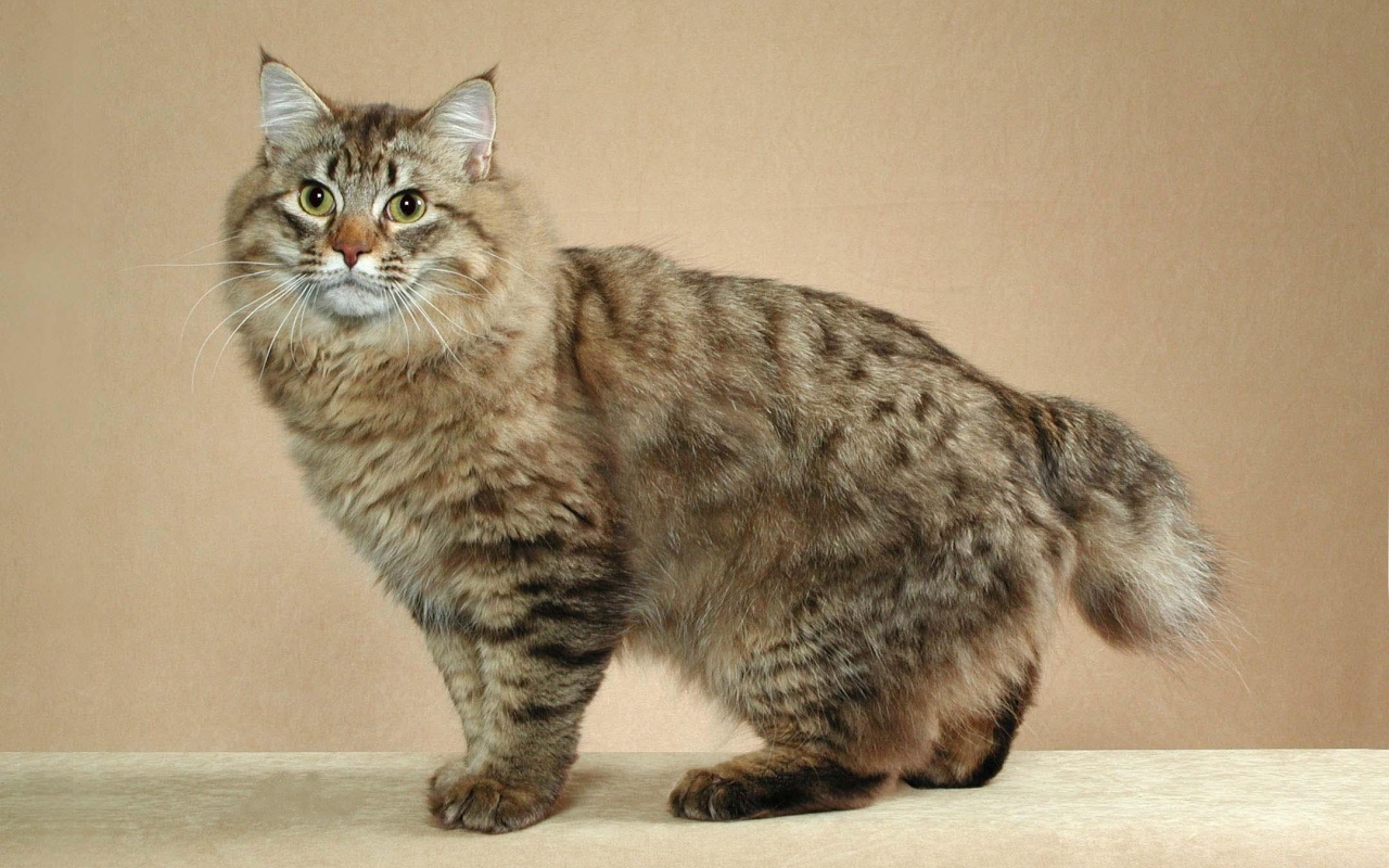 Пушистый японский бобтейл