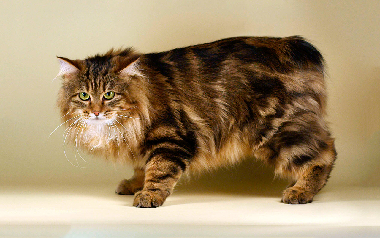 Пушистый курильский бобтейл