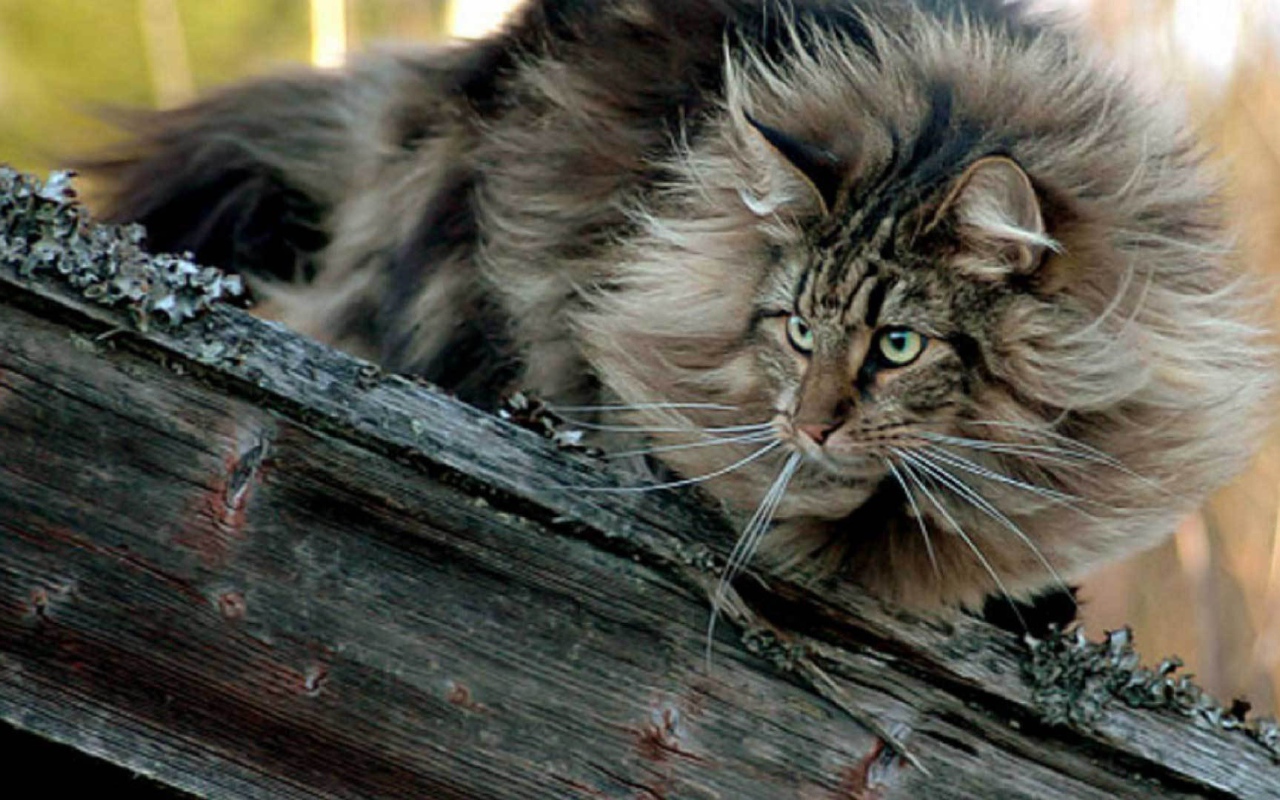 Пушистая норвежская лесная кошка