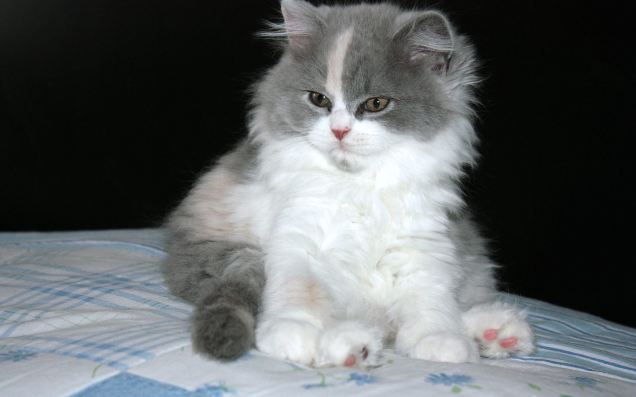 Пушистый котенок британской длинношерстной кошки