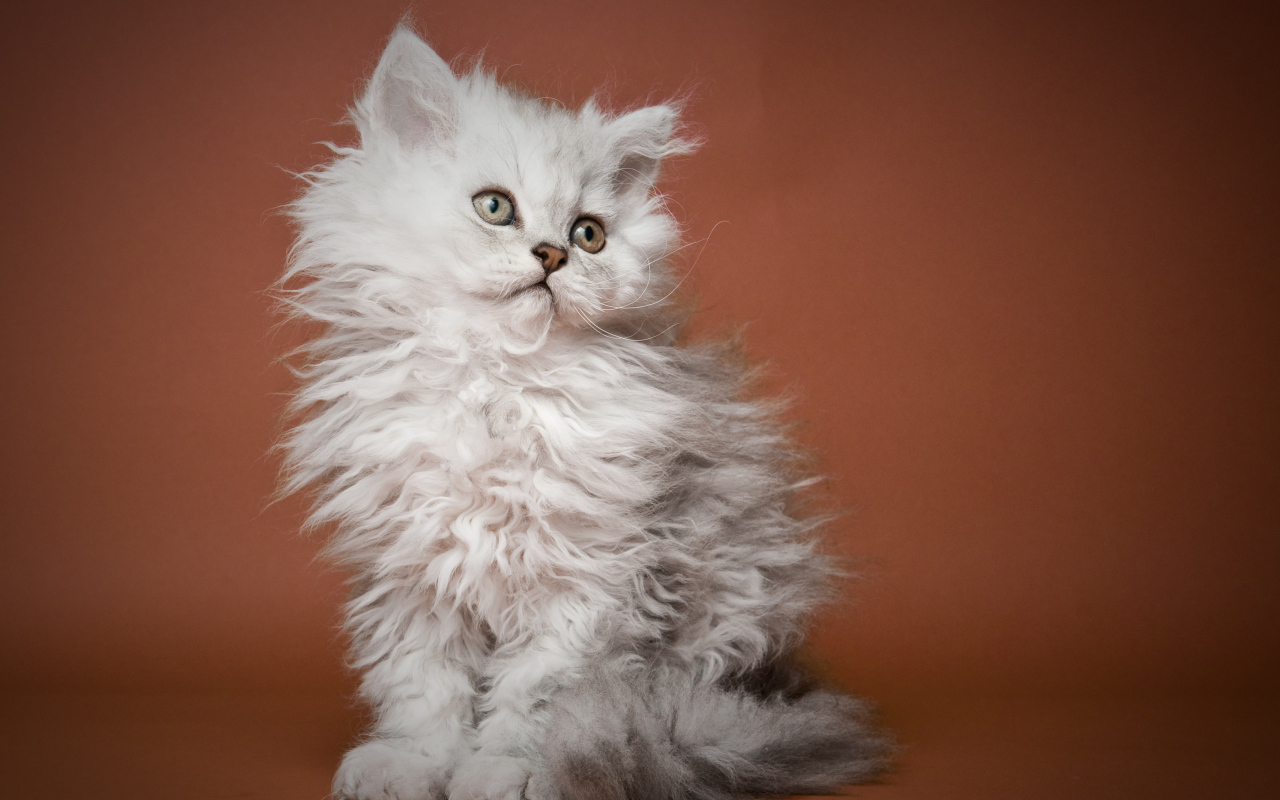 Пушистый котенок селкирк рекс