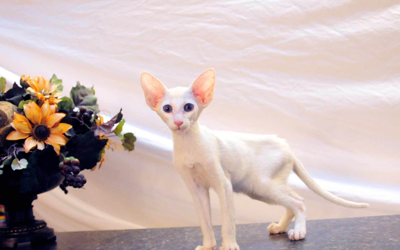 Котенок форин вайт