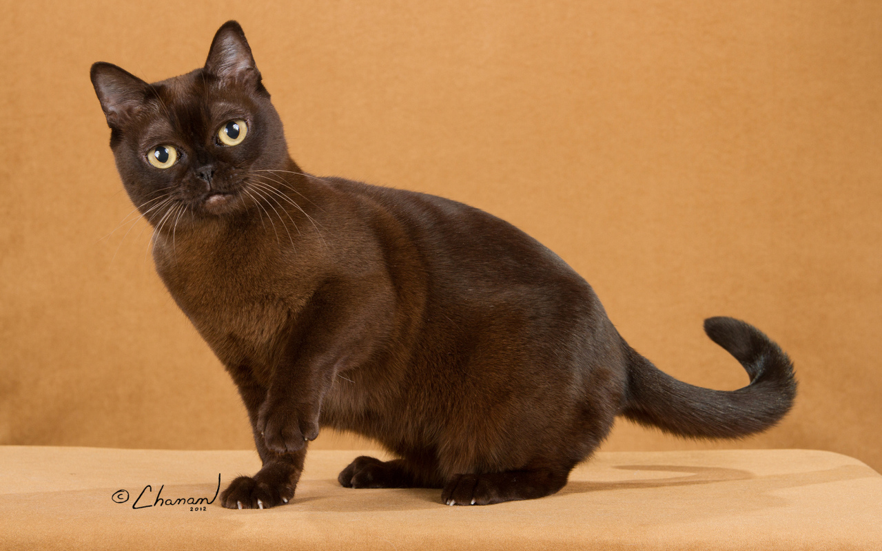 Забавная бурманская кошка