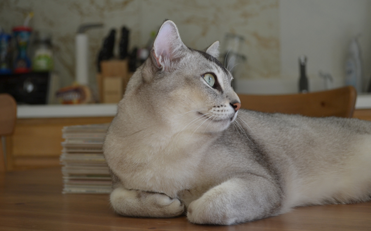 Забавная кошка бурмилла