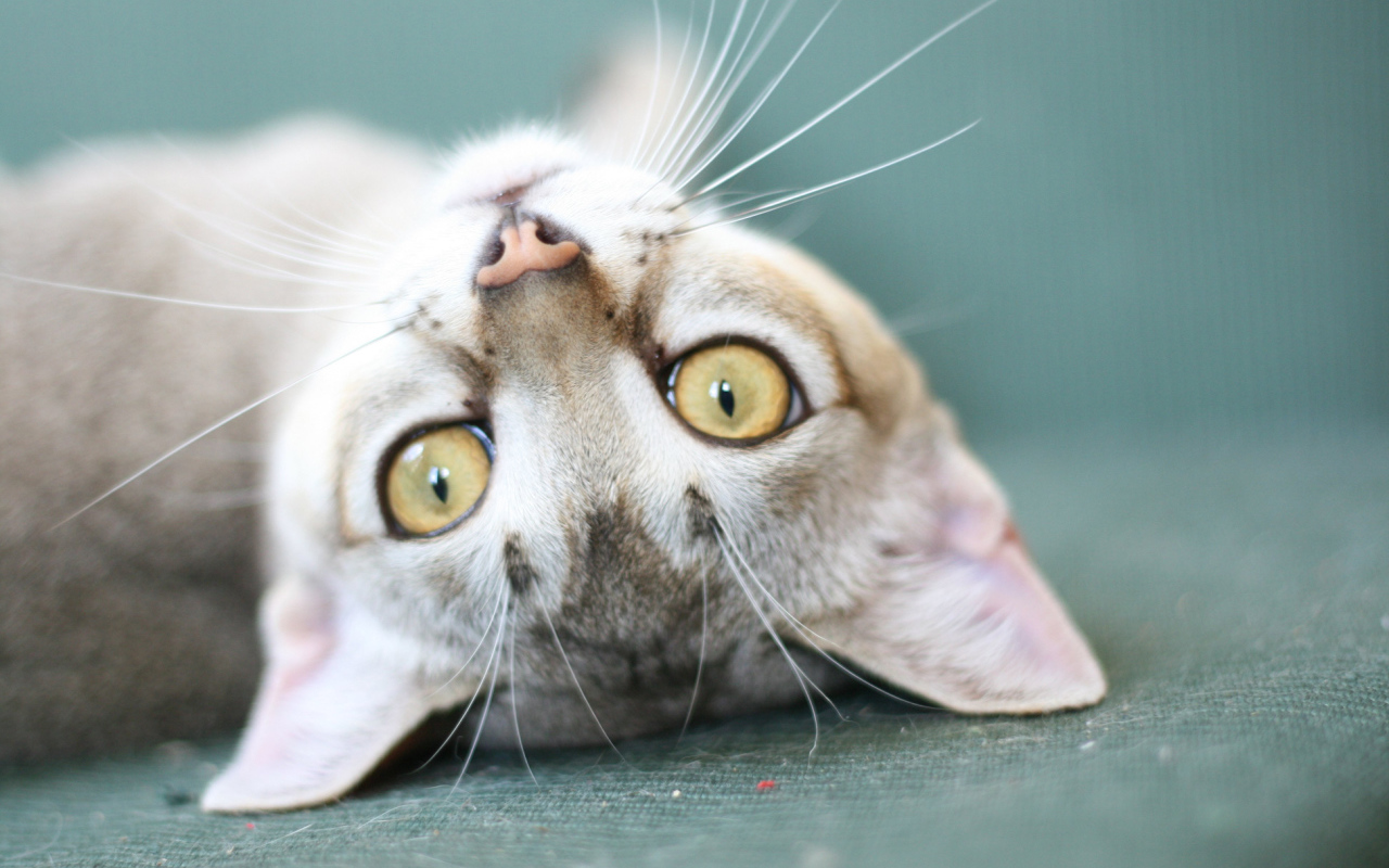 Забавная сингапурская кошка