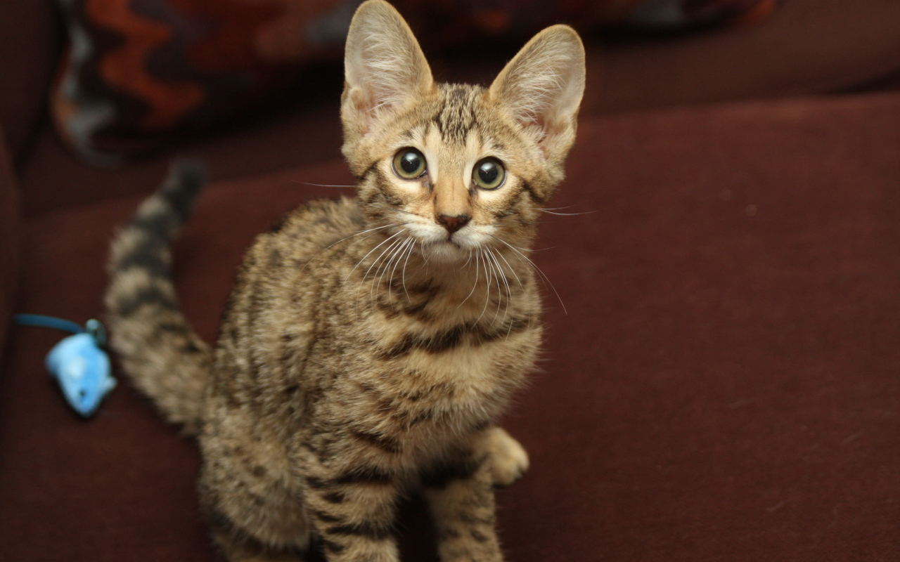 Забавный котенок саванна