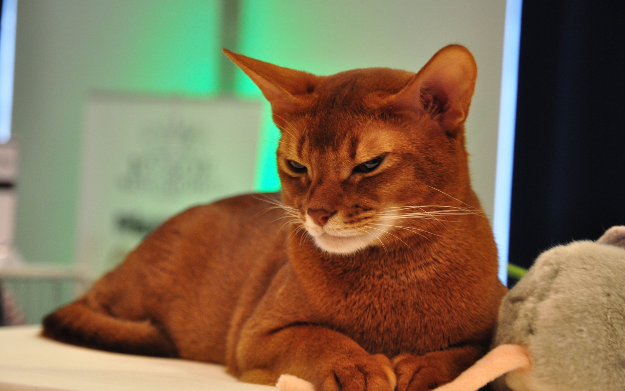 Хмурая абиссинская кошка