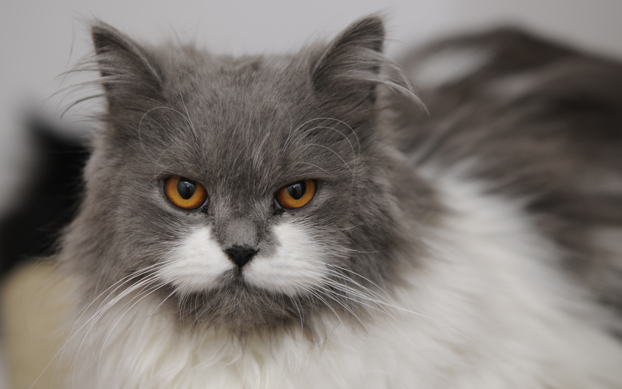 Хмурая британская длинношерстная кошка