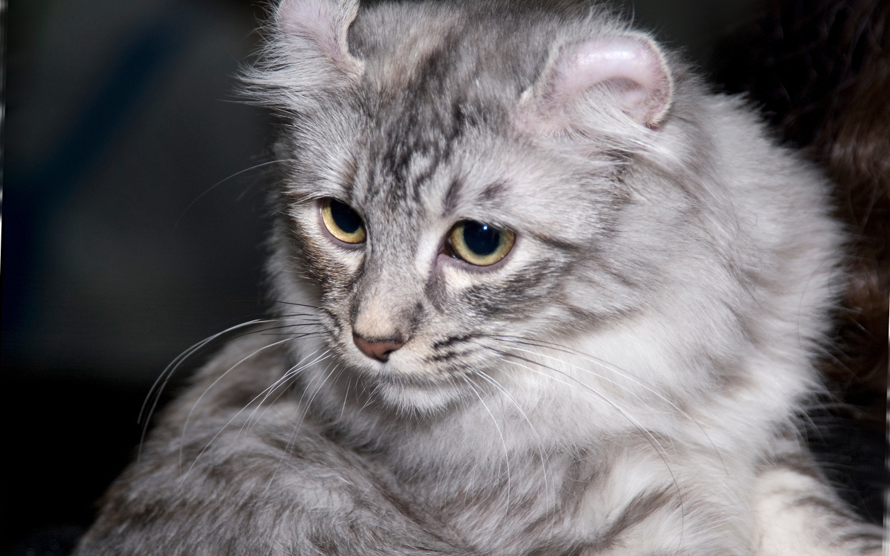 Серый американский керл