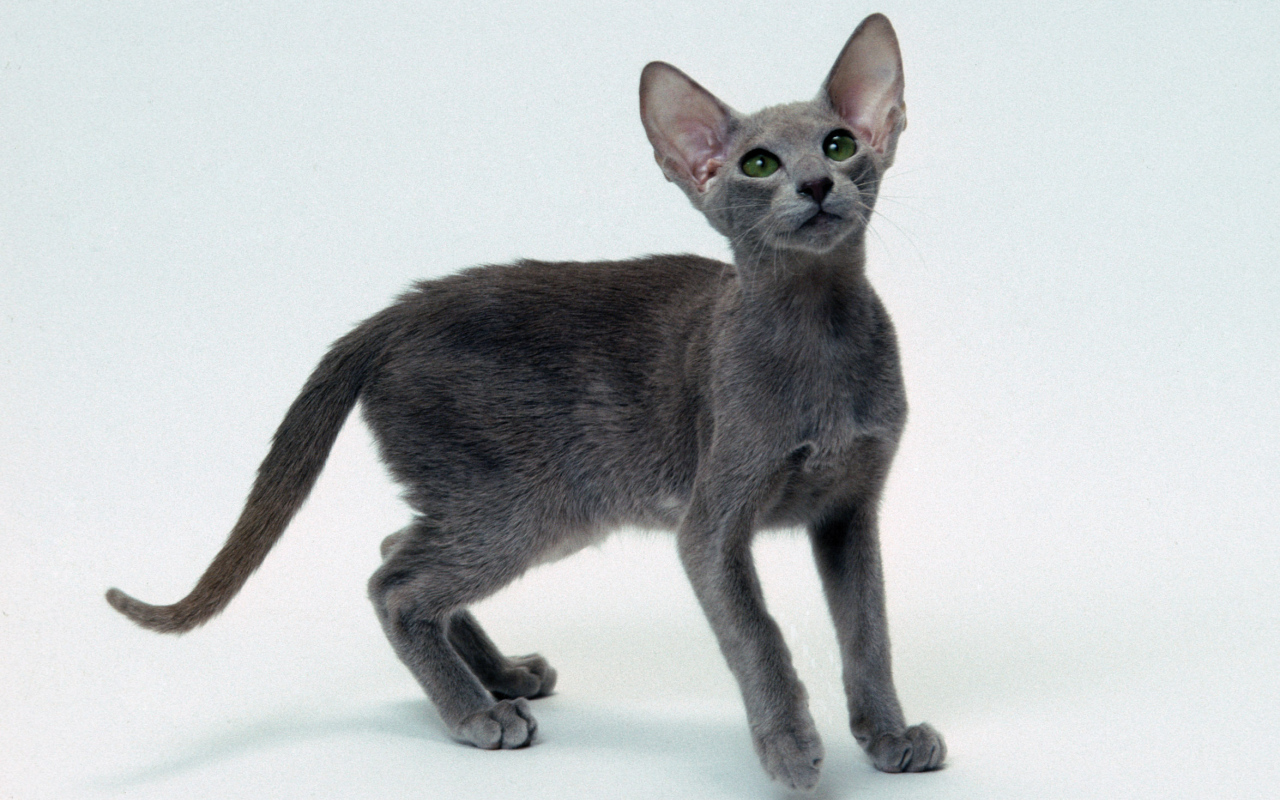 Серый котенок ориентальной короткошерстной кошки