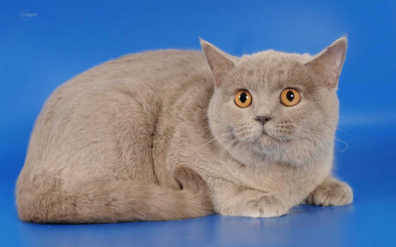 Серая шотландская кошка