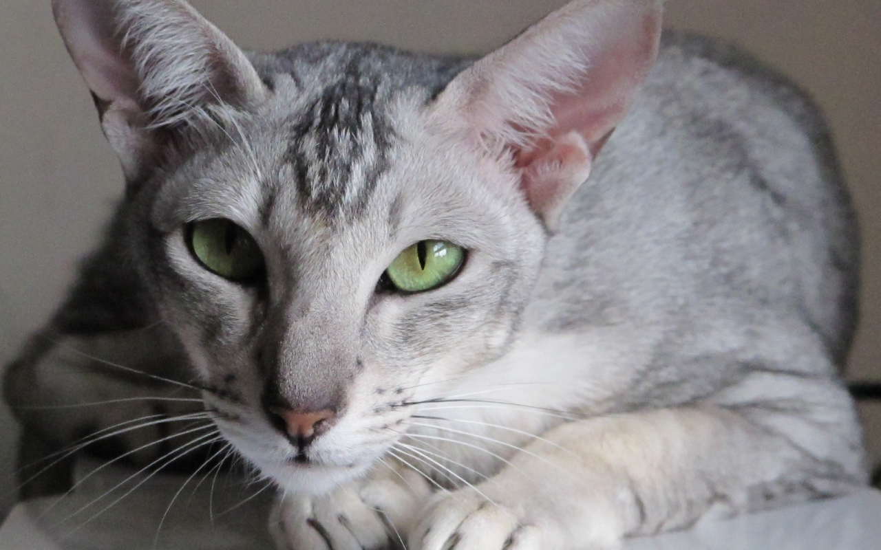 Зеленоглазая ориентальная короткошерстная кошка