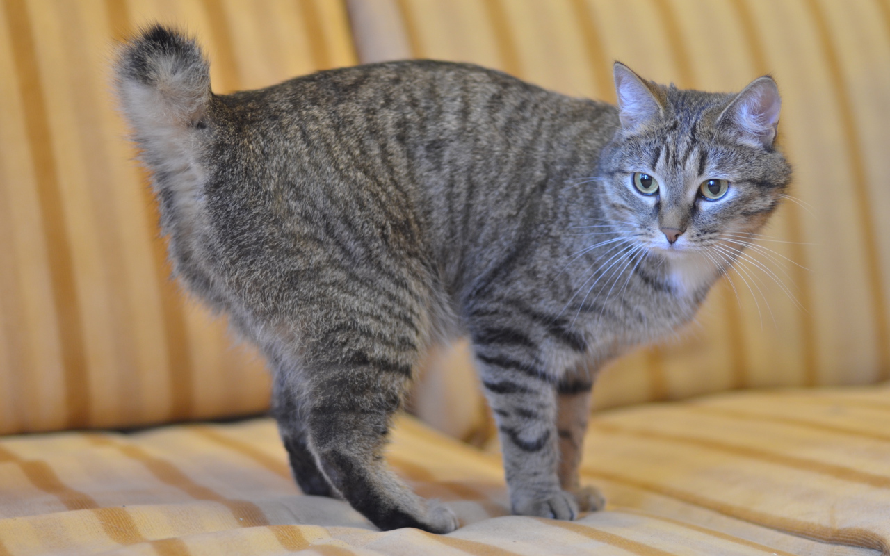 Серый курильский бобтейл на диване