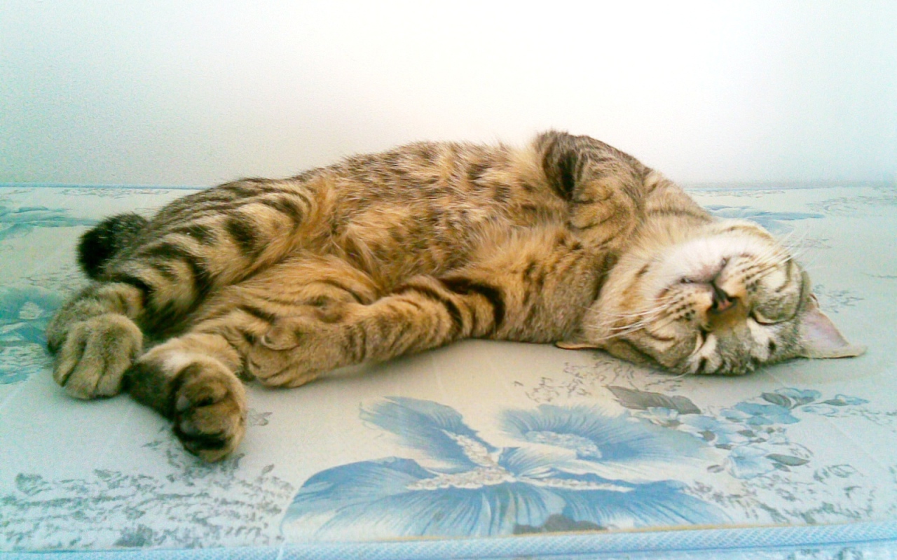 Японский бобтейл балдеет