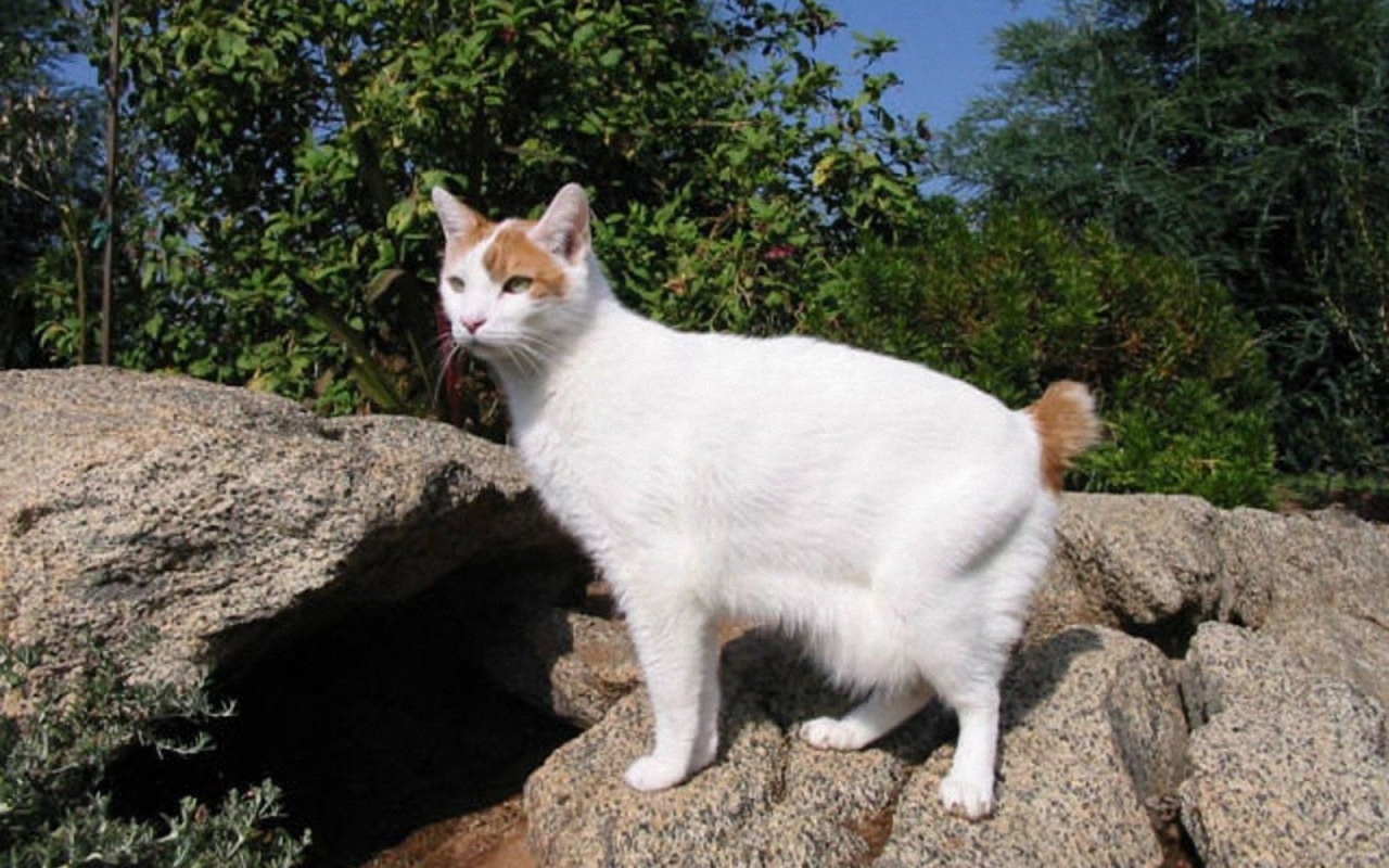 Японский бобтейл на природе