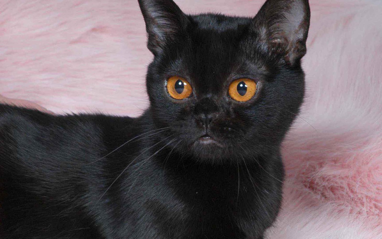 Котенок породы бомбейская кошка