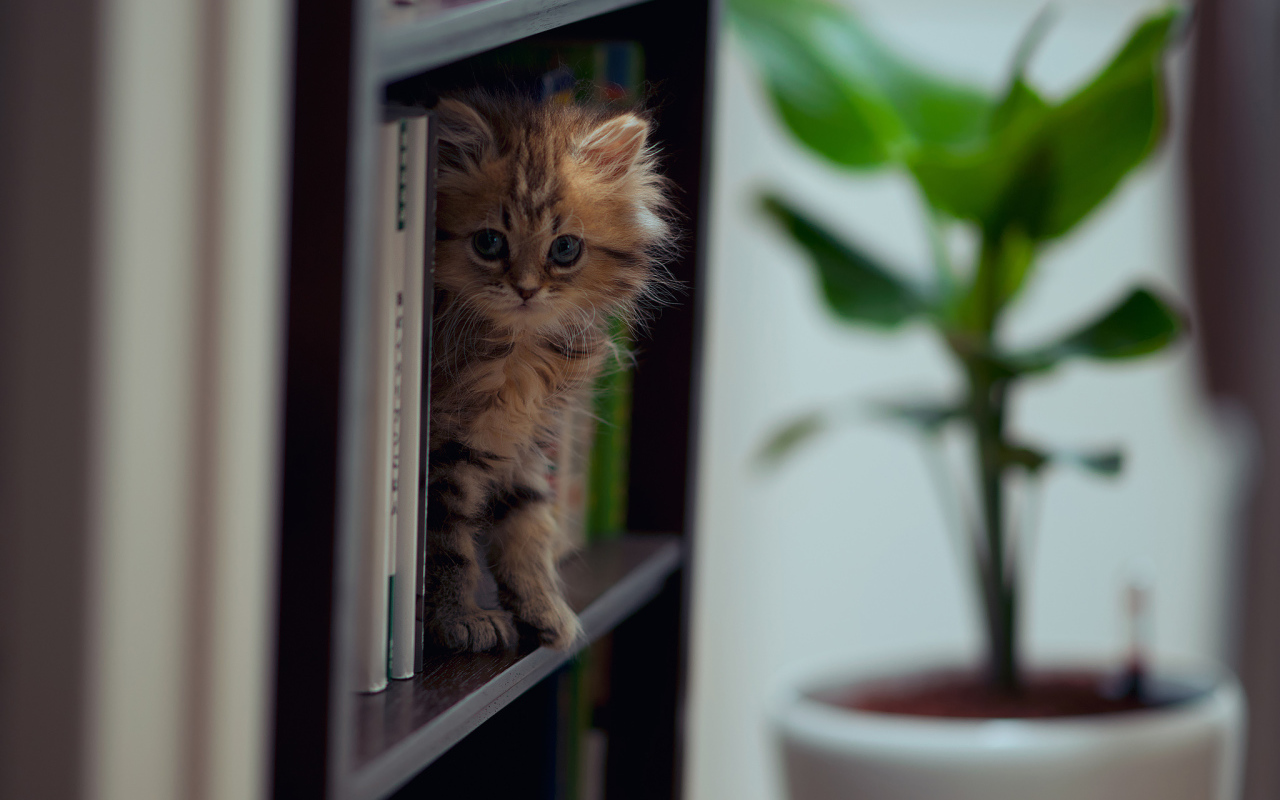 Котенок на полке