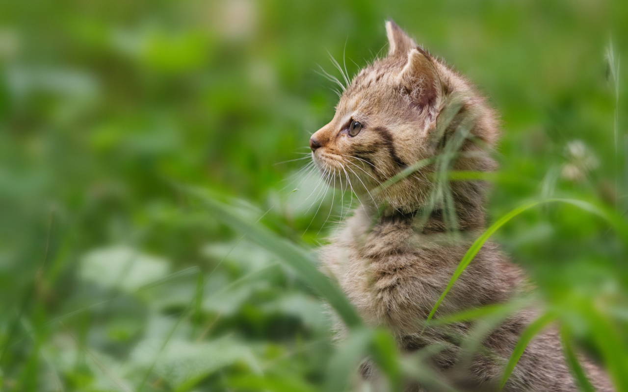 Котенок гуляет в траве