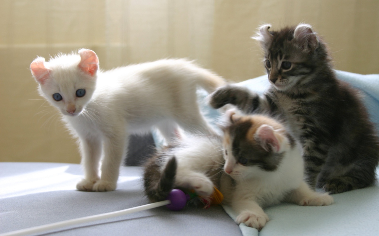 Котята породы американский керл