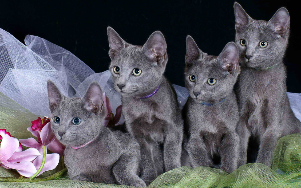 Котята русской голубой кошки