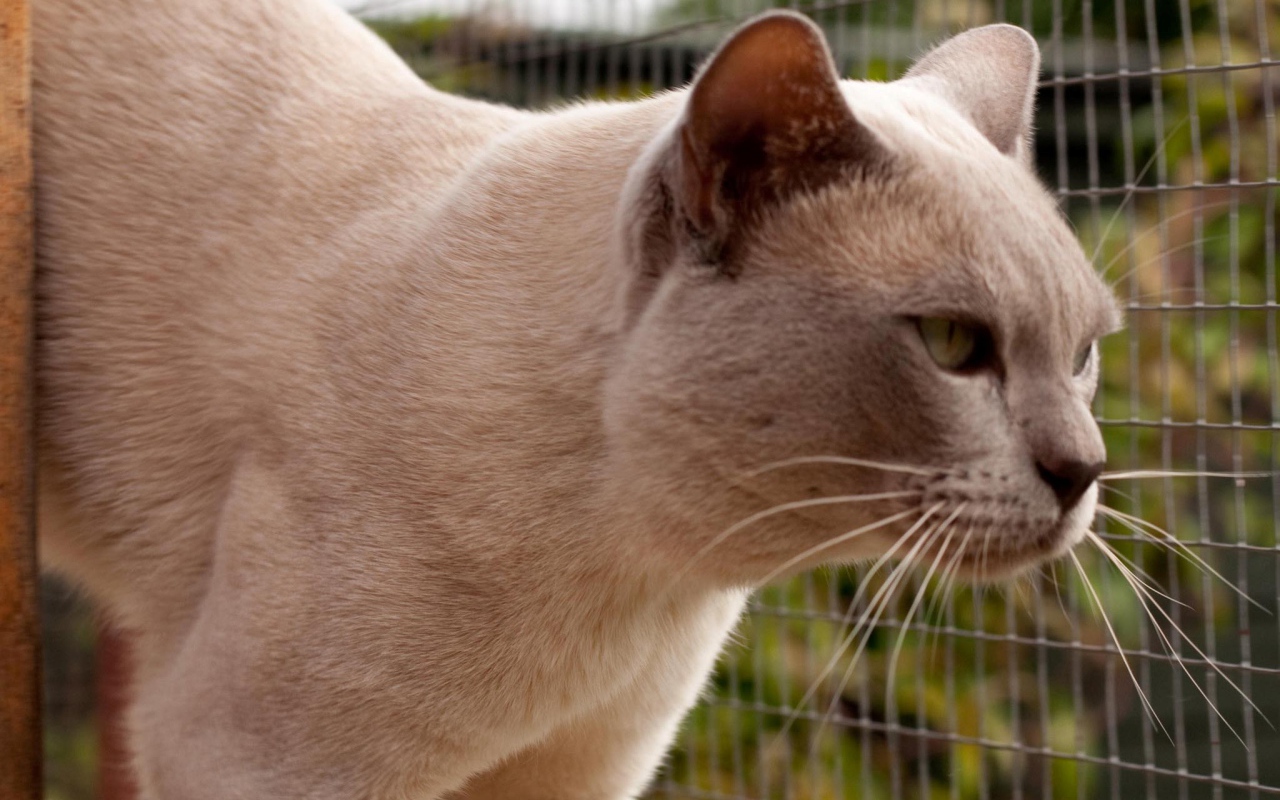 Светлая бурманская кошка