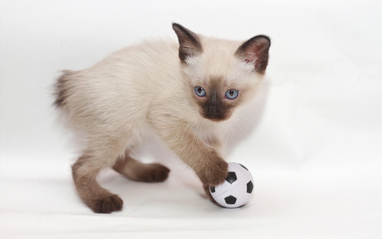 Котенок меконгский бобтейл с мячом