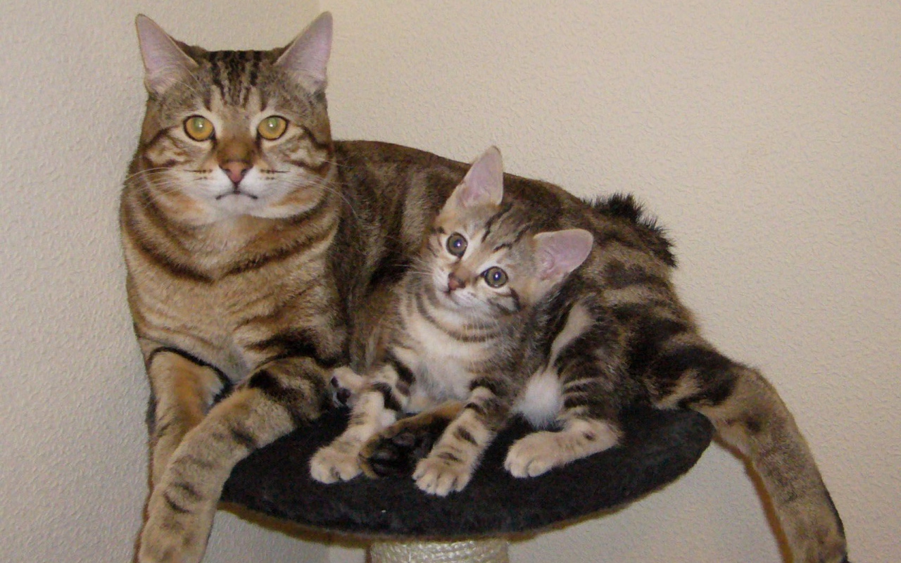 Мама курильский бобтейл с котенком