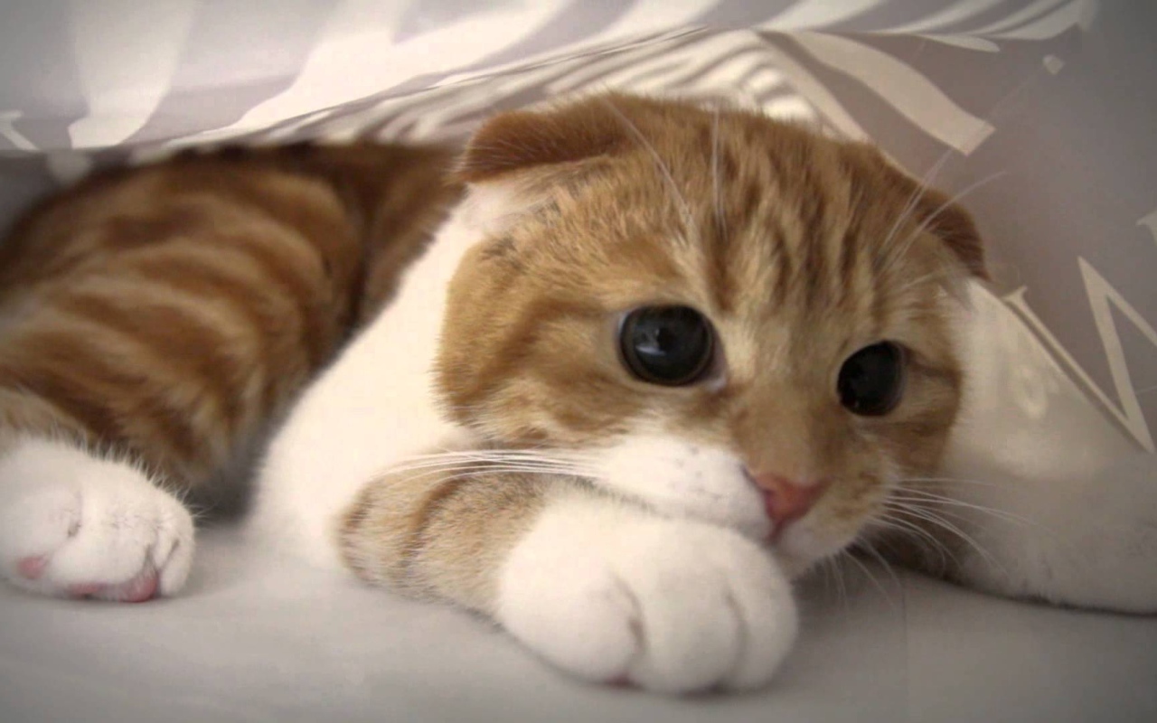 Глаза кота манчкин