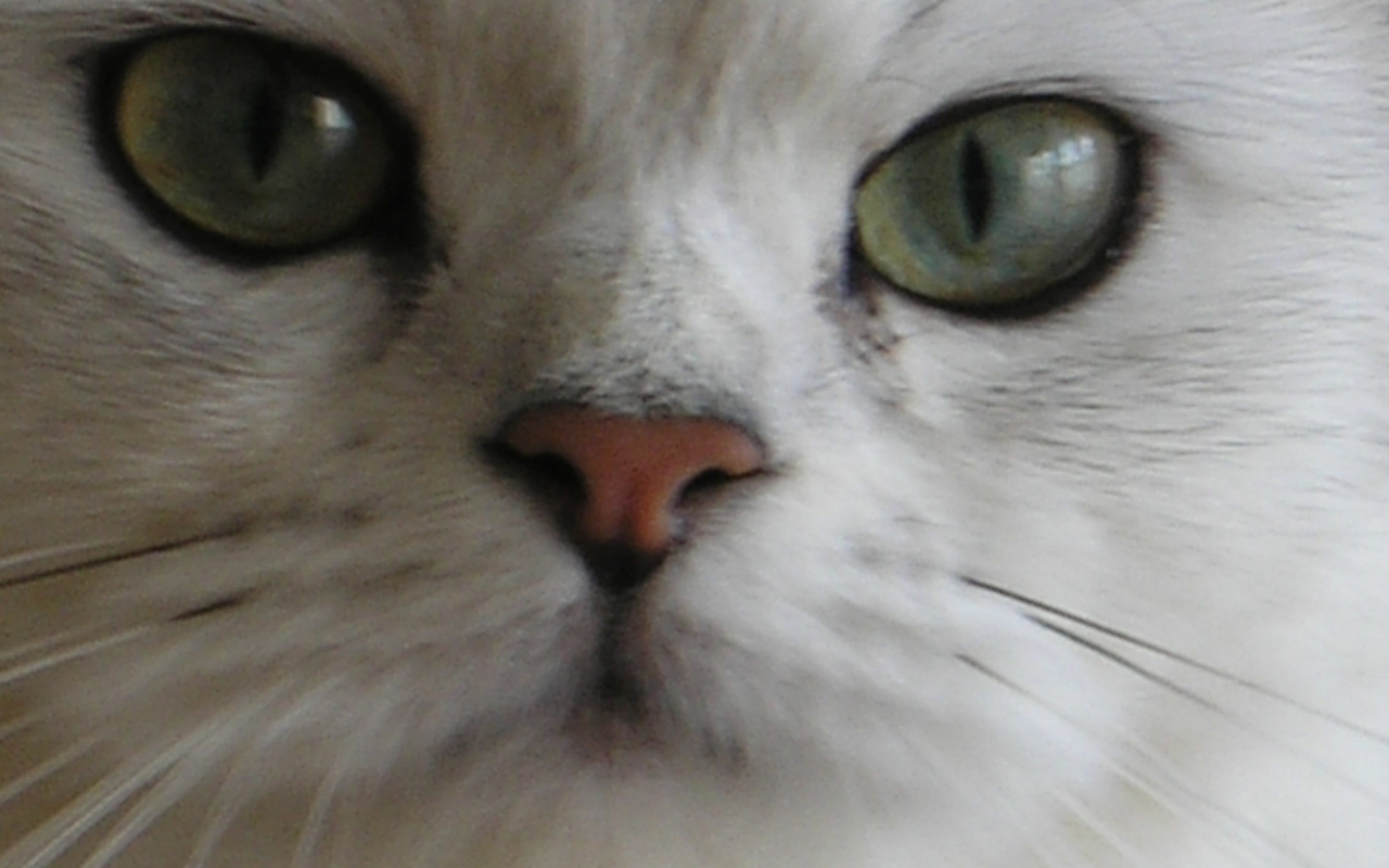 Мордочка британской длинношерстной кошки