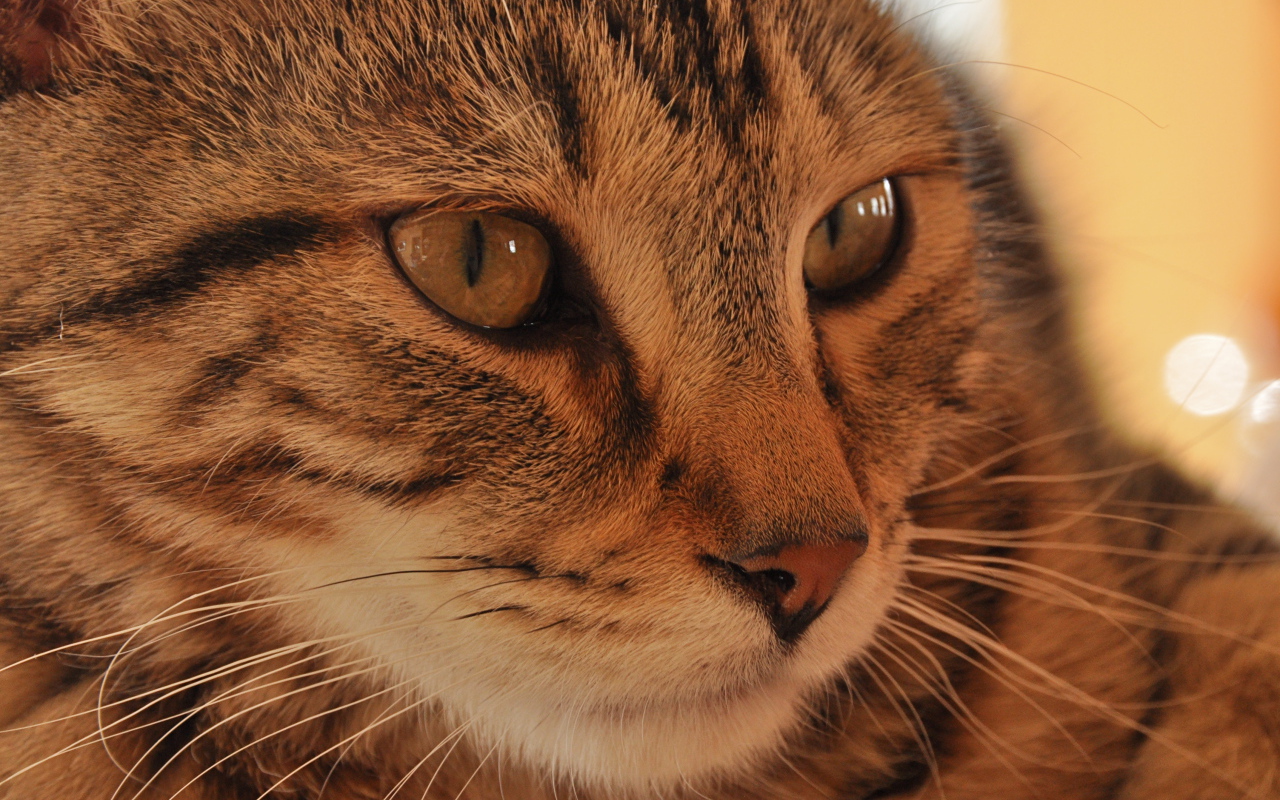 Морда кота пиксибоб