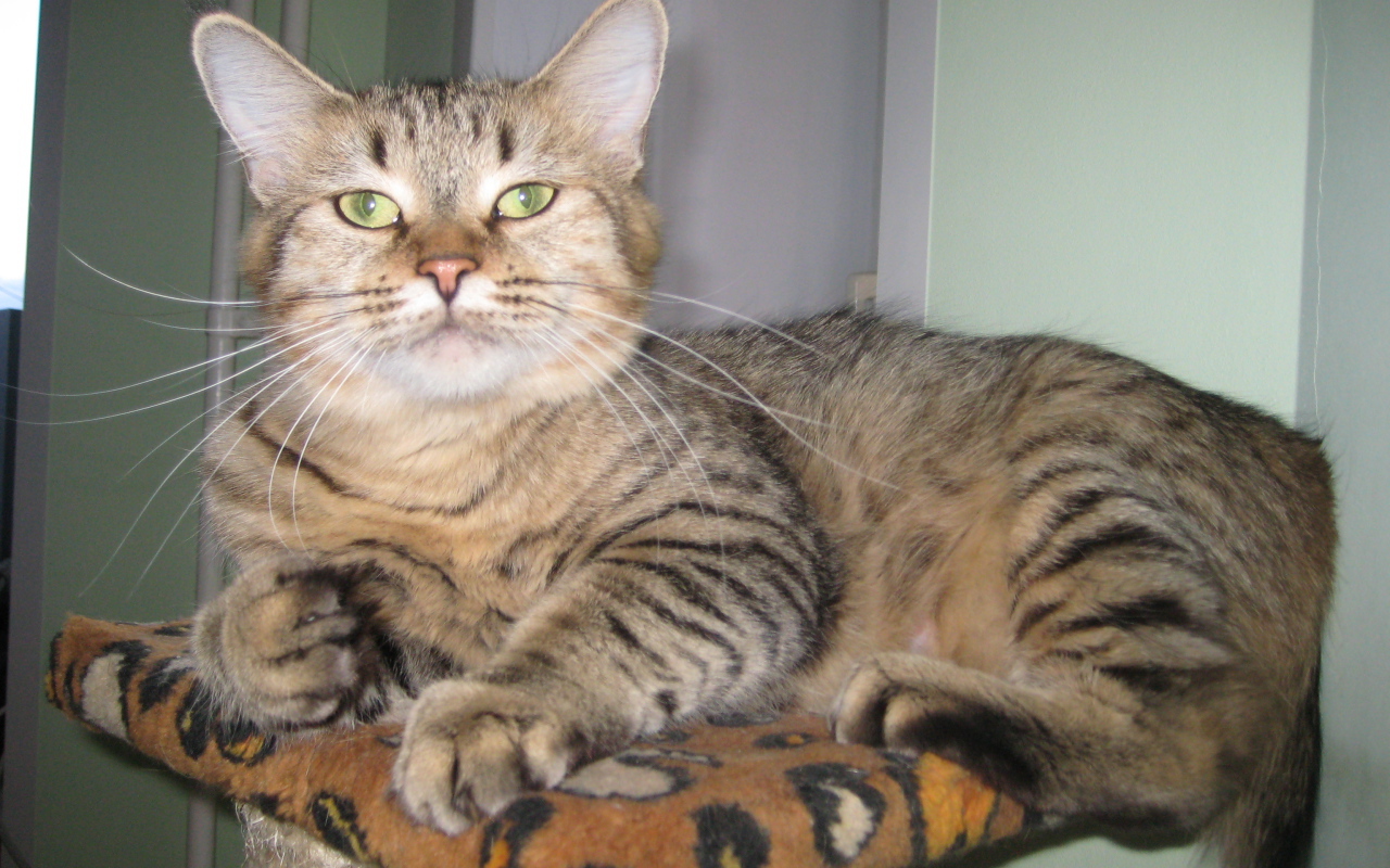 Благородный кот пиксибоб